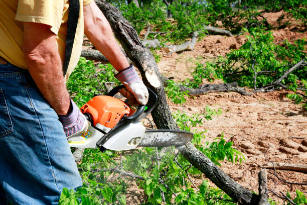 Large Tree Removal in Hamburg, IA